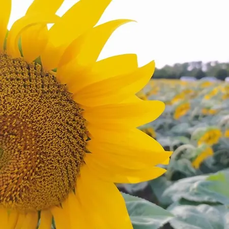 Au Coeur Du Marais 3* Saint-Hilaire-la-Palud