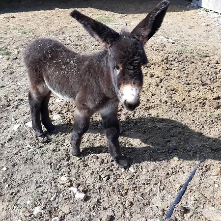 Au Coeur Du Marais Bed & Breakfast Saint-Hilaire-la-Palud