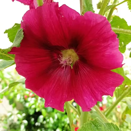 Au Coeur Du Marais Saint-Hilaire-la-Palud