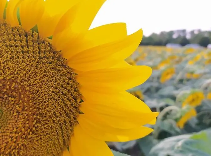 Au Coeur Du Marais 3* Saint-Hilaire-la-Palud