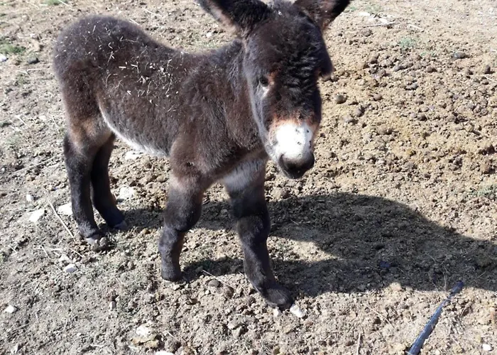 Au Coeur Du Marais Bed and breakfast Saint-Hilaire-la-Palud