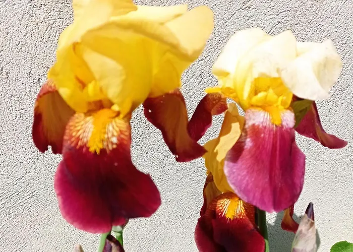 Au Coeur Du Marais 3* Saint-Hilaire-la-Palud