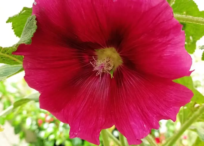 Au Coeur Du Marais Saint-Hilaire-la-Palud